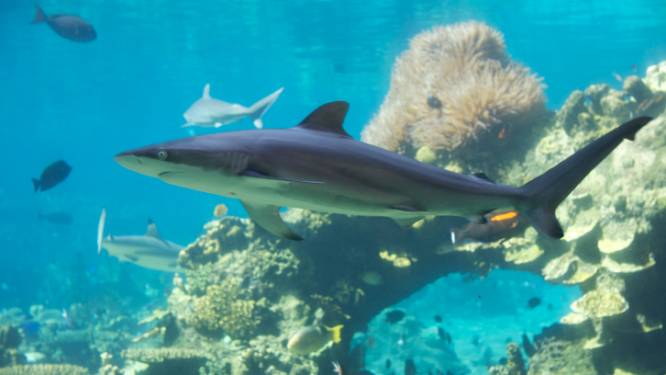 La surpêche des requins menace les coraux