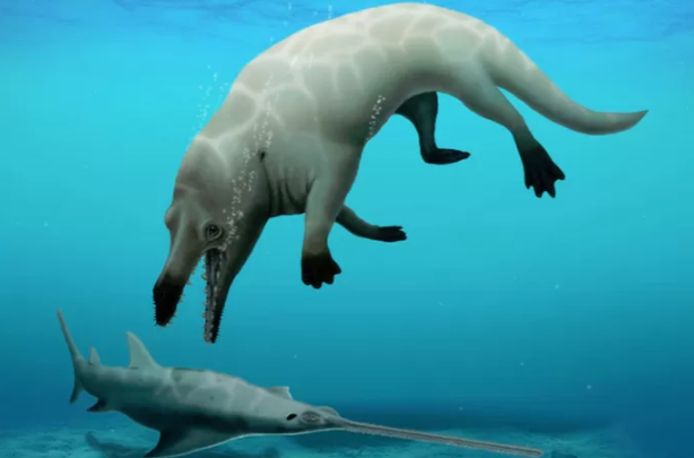 Le Phiomicetus anubis pesait environ 600 kilos et mesurait 3 mètres de long.