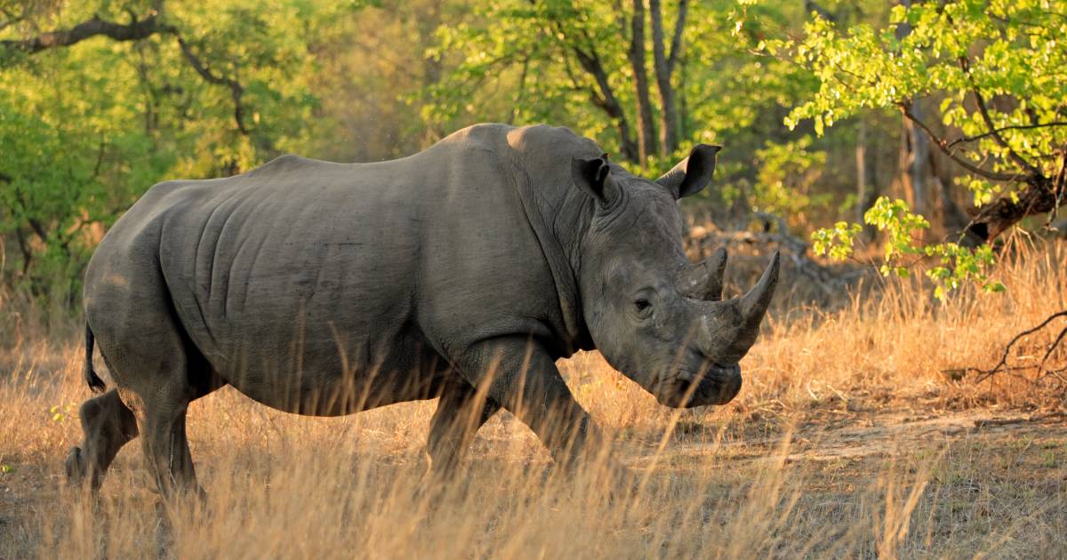 200 neushoorns minder gestroopt in Zuid-Afrika, dankzij ...