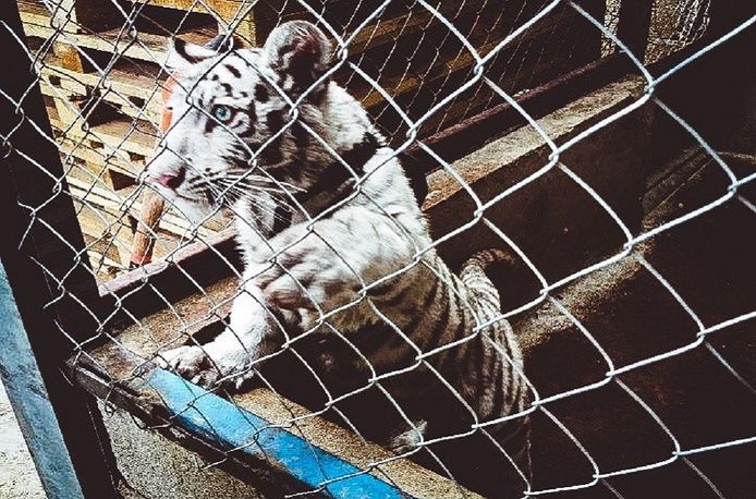 Een wit tijgerwelpje onderschept in Mexico.