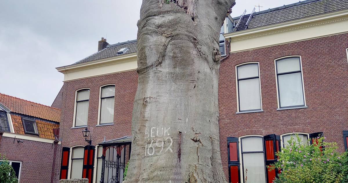 Hout van historische beuk in Haastrecht in september te koop