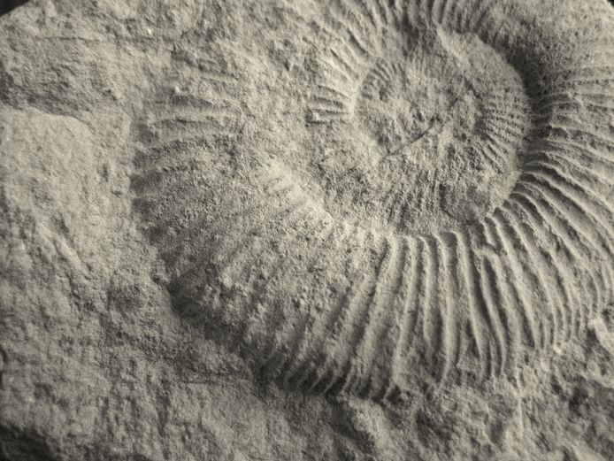 Archeologisch & Paleontologisch Museum Hertogsgemaal in Gewande geopend Default bd.nl