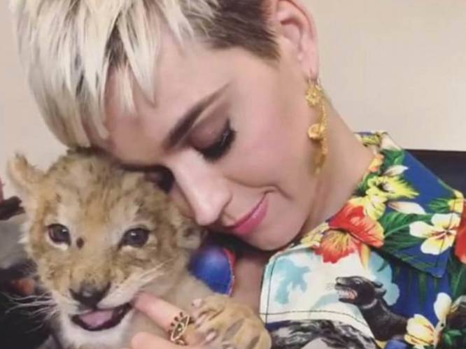 Dierenrechtenorganisatie woest op Katy Perry, die met leeuwtjes knuffelt: "Hoeveel likes je ook krijgt, dit is fout"
