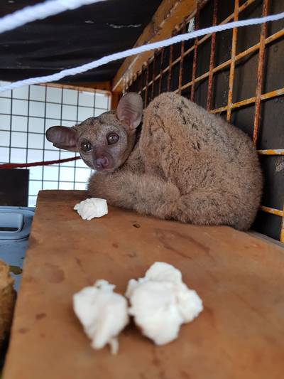 Aapje Edwin reisde twee maanden als verstekeling mee op vrachtschip