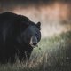 Hoe Amerikaanse libertariërs  een eigen vrijhaven oprichtten (en er werden verjaagd door agressieve beren)