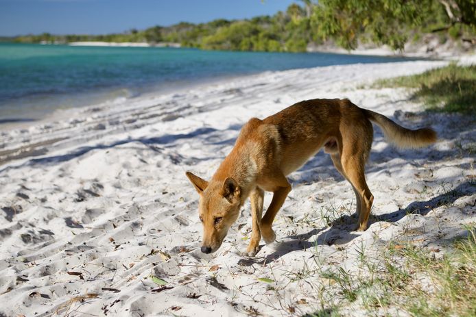 Immigratie opslaan Geweldige eik Dingo sleurt peuter uit camper in Australië | Buitenland | AD.nl