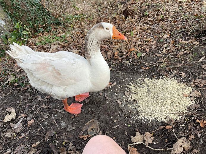 De tamme gans Charles leeft al 25 jaar bij de visvijver langs de Sint-Michielsestraat