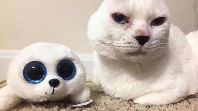 Schattig: kat die oren verloor, lijkt op favoriete knuffel