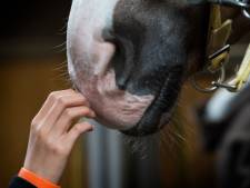 OM eist ook in hoger beroep werkstraf voor aanranding in Sliedrechtse paardenstal