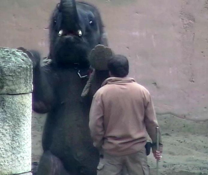 Babyolifant in de dierentuin van Hannover.