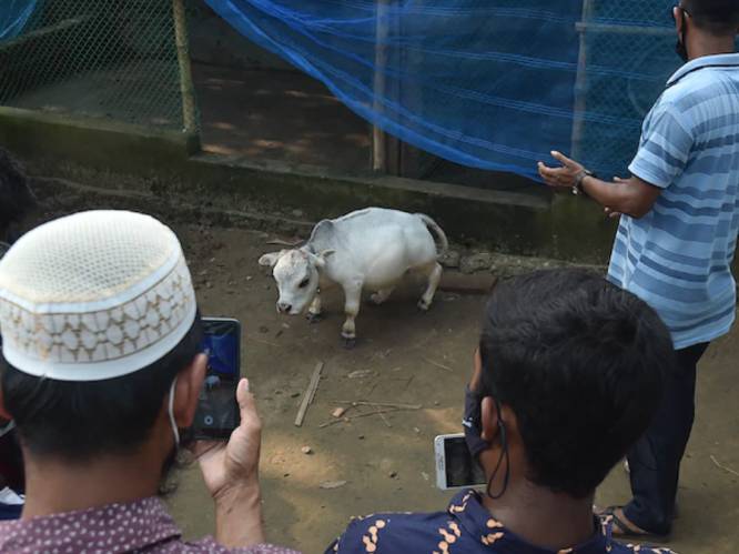 Rani, de ‘kleinste koe ter wereld’ (51 cm), is een attractie in Bangladesh