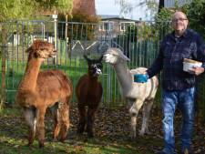 Albert (57) gaf dit jaar 5000 euro uit aan alpaca’s: ‘Ik heb mijn paard en boot verkocht’