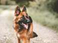 Eerste hond besmet met Covid-19 overleden: “Er is nog maar weinig bekend over het effect van het virus op honden”