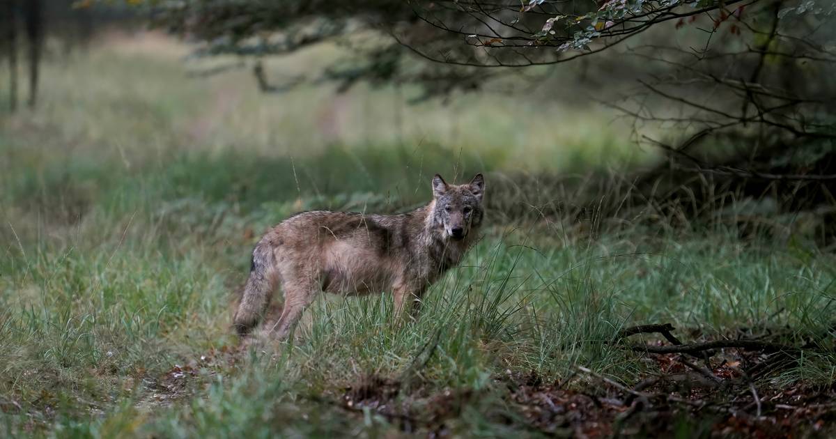 Dode wolvin aangetroffen op de Veluwe, vermoedelijk aangereden.