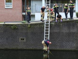 Dierenbeulen gooien hond met steen om nek in water