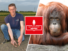 Luister | Veluwse boeren creatief door ‘sproeiverbod’ • Tinder voor orang-oetans