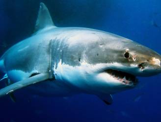 Witte haai bijt 39-jarige zwemster dood in Zuid-Afrika