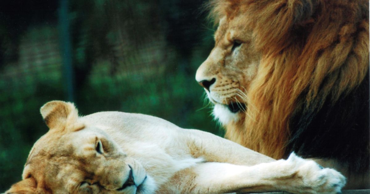 Man in Tsjechië door zijn eigen