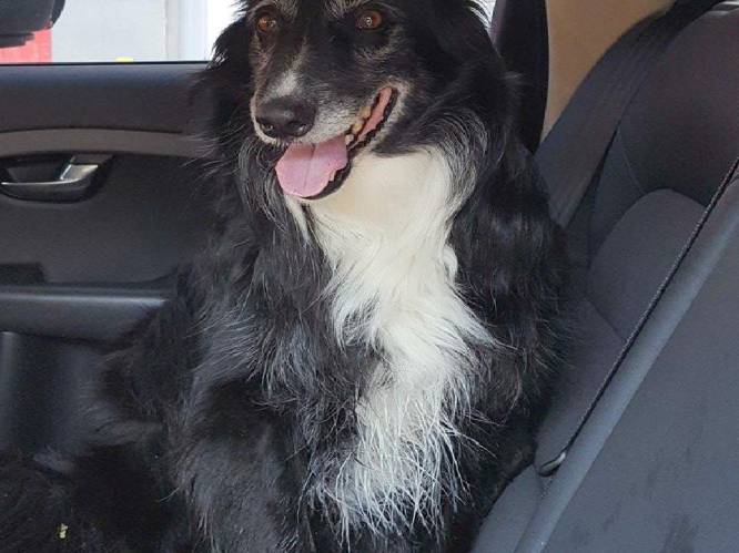 Politie en brandweer bevrijden hond uit snikhete auto in Zottegem