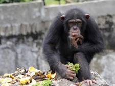Les Chimpanzés, ces buveurs invétérés