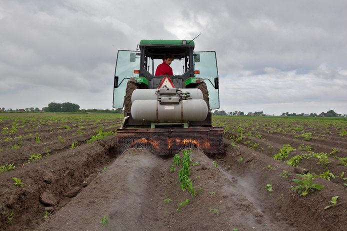 Biologisch akkerbouw. Een van de belangrijkste kenmerken is dat men geen bestrijdingsmiddelen gebruikt tegen het onkruid.