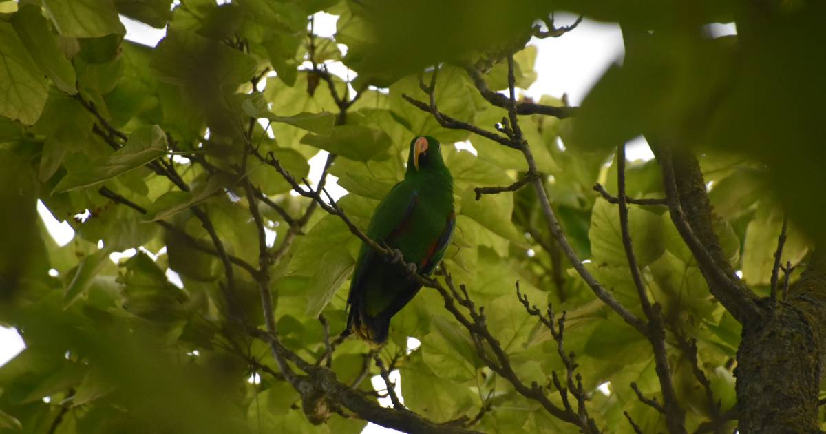 De vogel is gevlogen: brandweer probeert ontsnapte papegaai te vangen in boom.