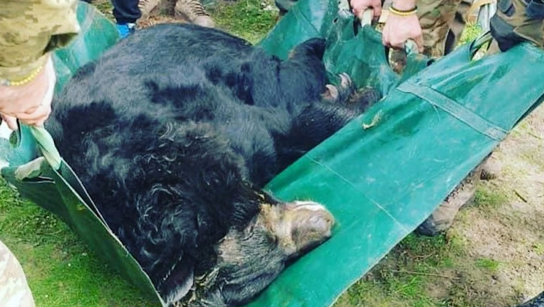 Natuurhulpcentrum in Oudsbergen redt beer uit Oekraïnse dierentuin