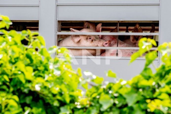 Foto ter illustratie.