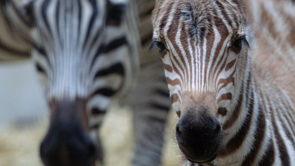 Zebra's Beeld ANP