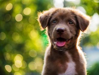 Een gelukkige relatie? Haal een puppy in huis