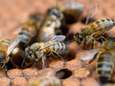 “Catastrofe voor mens en planeet”: Belgische wetenschapper trekt aan alarmbel over nooit geziene insectensterfte