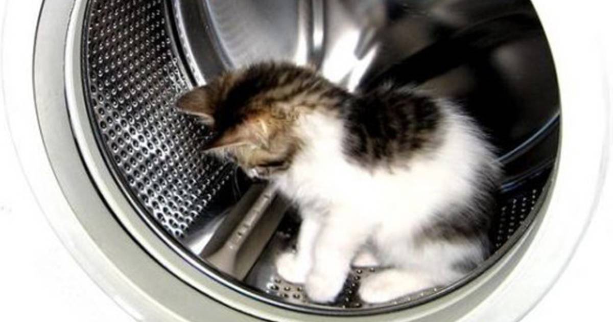 Condamné pour avoir tué son chat dans la machine à laver Insolite 7sur7.be