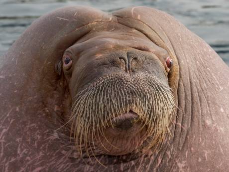 Dolfinarium in Harderwijk raakt zijn vier bekende walrussen mogelijk kwijt aan België en China