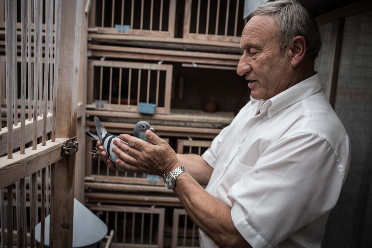 Duivenmelker Etienne Meirlaen uit Deurle. Beeld Bas Bogaerts