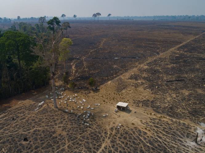 Honderd landen beloven tegen 2030 ontbossing te stoppen