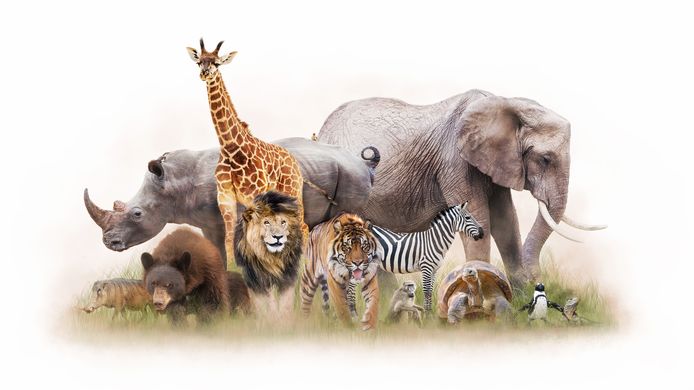 Onder andere olifanten, giraffe, grizzlyberen en neushoorns behoren tot de megafauna. Maar ook kleinere soorten zoals tijgers, reuzenschildpadden en zebra’s.