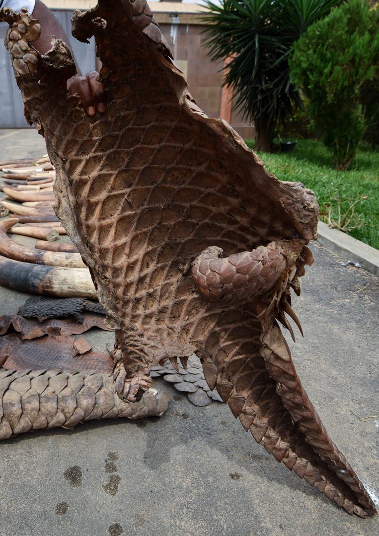 De huid van een gordeldier. Beeld AFP