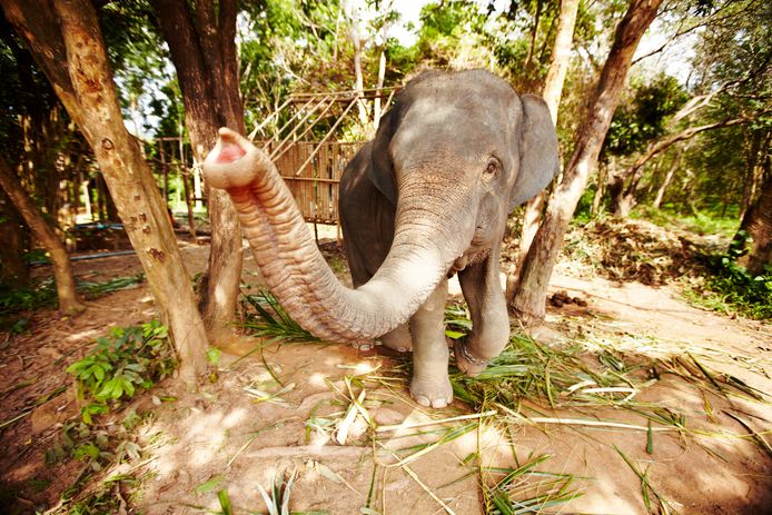 Een olifant in Thailand - illustratiebeeld