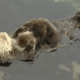 Prachtige video: moeder otter zwemt met kleintje op de buik