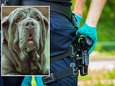 Eigenaren van door agent doodgeschoten hond zijn aangeslagen: ‘Hij was nooit agressief’