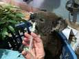 Vrouw redt verbrande koala uit Australische vlammenzee