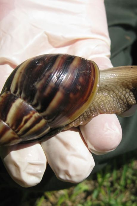 La Floride fait face à une invasion de dangereux escargots géants