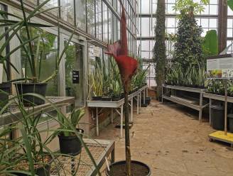 Wie kan de indringende geur aan? Penisplant in bloei in Gentse plantentuin
