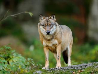 Gespotte dieren meld je voortaan met app: “Locatie van wolven zomaar delen met jagers? Absurd”