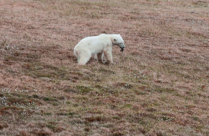 The polar bear with the can on his tongue.