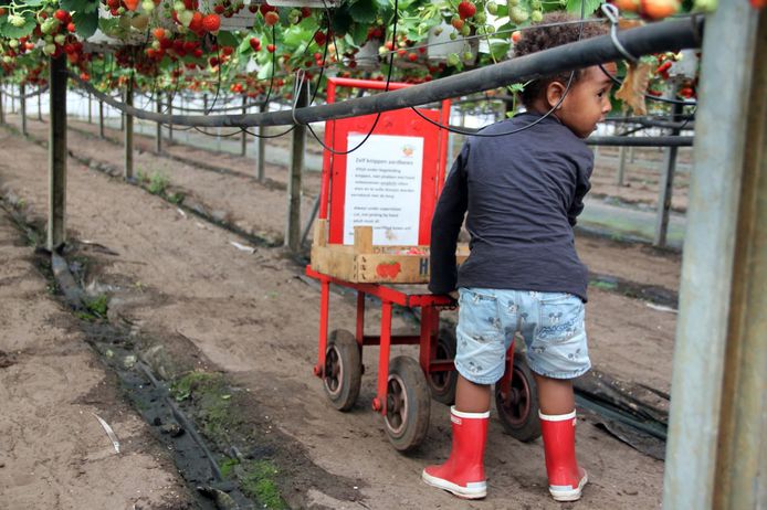 Wat zijn ze lekker, die verse aardbeien. James (2) plukt ze bij het Aardbeienterras in Rijsbergen.