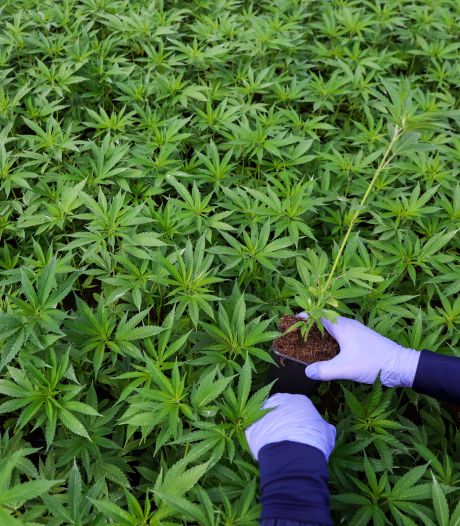La police bruxelloise saisit plus de 300 plants de cannabis à Schaerbeek