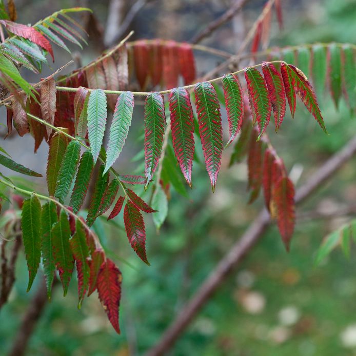 De mooiste Rhus is misschien wel Rhus glabra 'Laciniata', die je de gladde Rhus zou kunnen noemen.