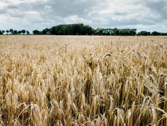 Vlaanderen steeds afhankelijker van buitenlandse landbouw