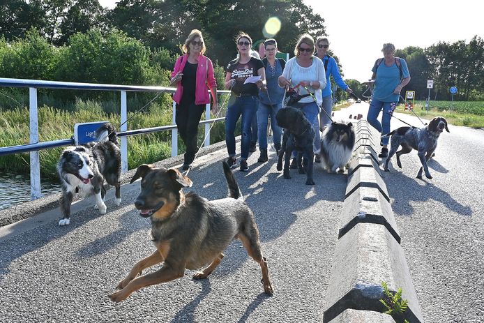 The Walk of the Dogs in Escharen.